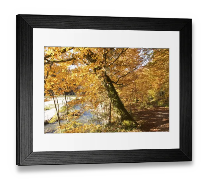 Framed Print : Autumnal forest path - beeches - Isar near Munich - Bavaria - Germany Framed Print : Autumnal forest path - beeches - Isar near Munich - Bavaria - Germany