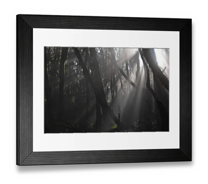 Framed Print : Garajonay National Park, laurel forest Framed Print : Garajonay National Park, laurel forest