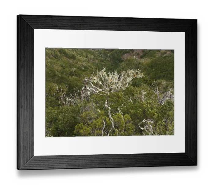 Framed Print : Garajonay National Park, Tree heath forest