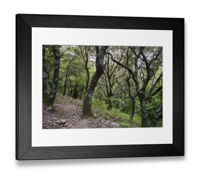 Framed Print : Light holm oak forest in the French Mediterranean Framed Print : Light holm oak forest in the French Mediterranean