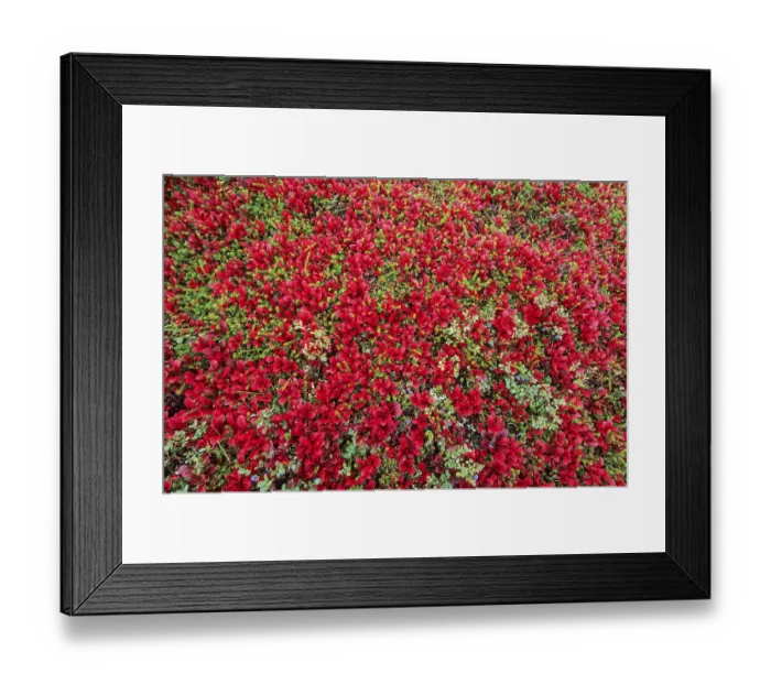 Framed Print : Tundra landscape with Alpine Bearberry in Indian summer