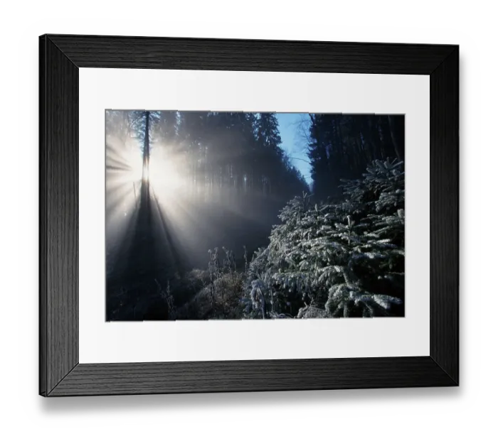 Framed Print : Sunrayes shining through hoarfrost covered trees in mixed forest