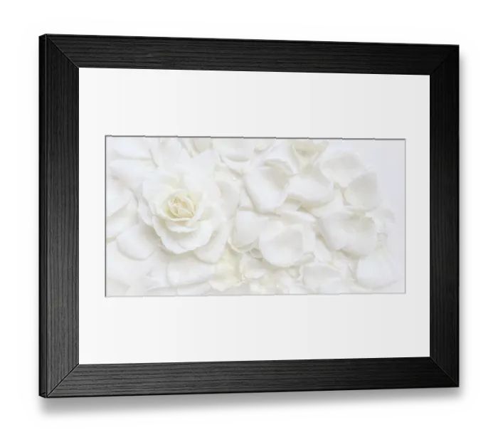 Framed Print : Beautiful white rose and petals on white background