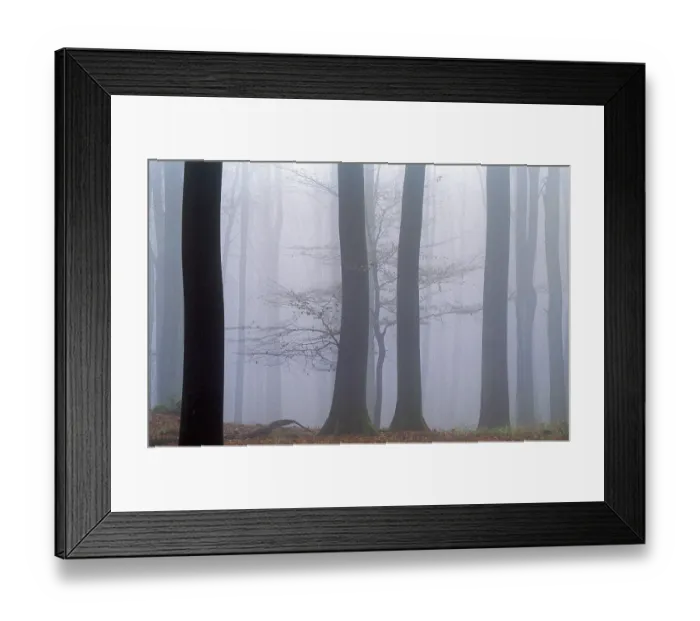 Framed Print : Beech forest in fog, Rendsburg Eckernforde district Framed Print : Beech forest in fog, Rendsburg Eckernforde district