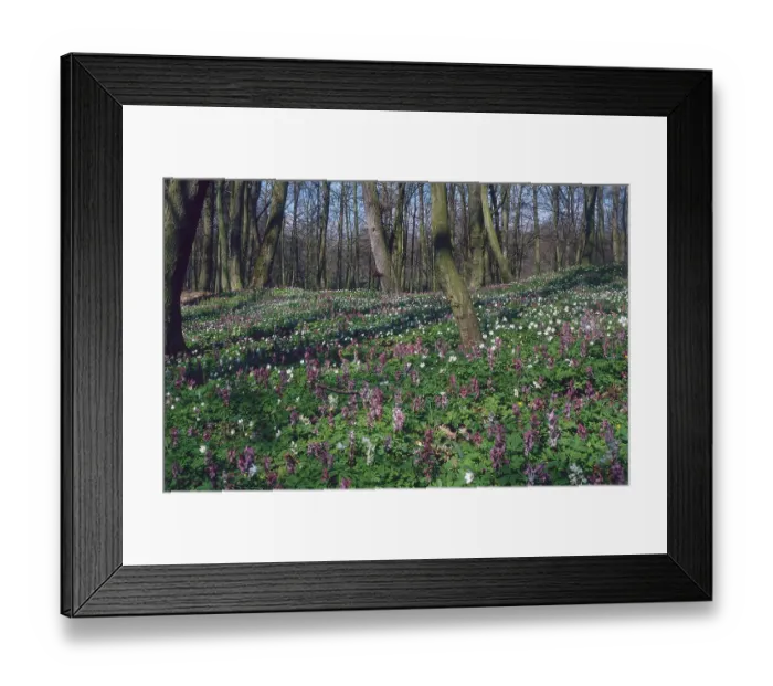 Framed Print : Bulbous Corydalis (Corydalis bulbosa) Framed Print : Bulbous Corydalis (Corydalis bulbosa)