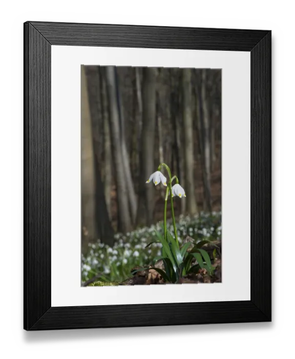 Framed Print : Snowflake
