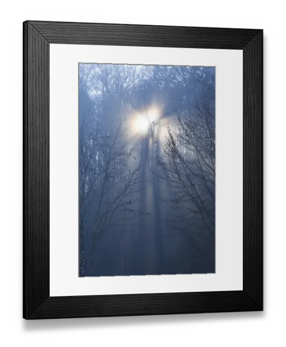 Framed Print : Forest of European beech trees (Fagus sylvatica) in the morning mist Framed Print : Forest of European beech trees (Fagus sylvatica) in the morning mist