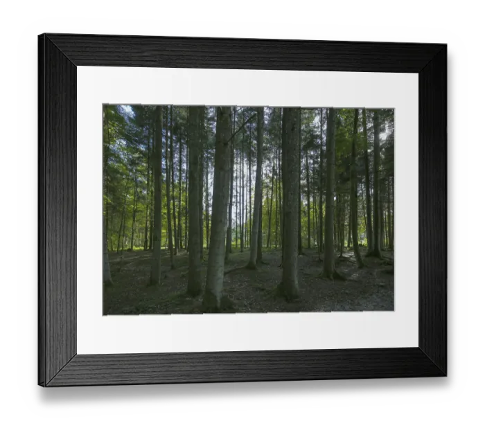 Framed Print : Forest, Trees, Moss, Birch, Conifer