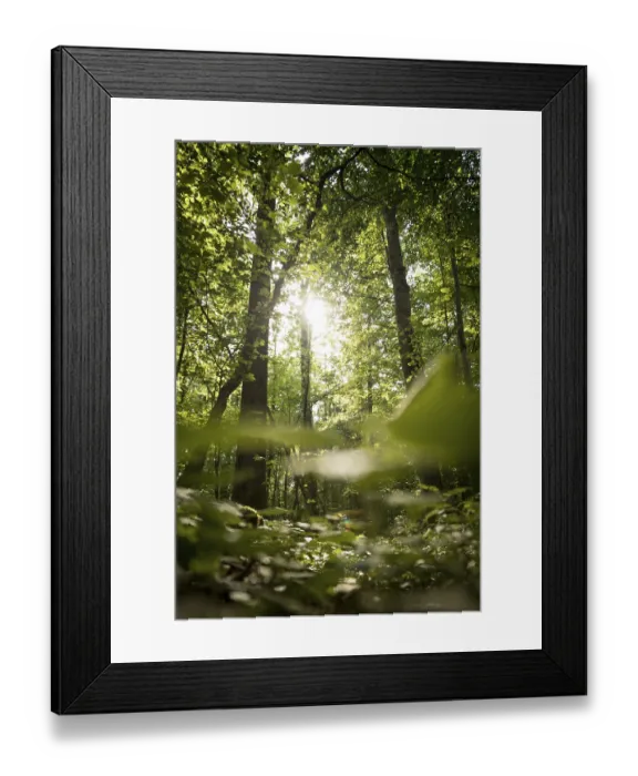 Framed Print : Bottom view of impressive spruce trees in the forest