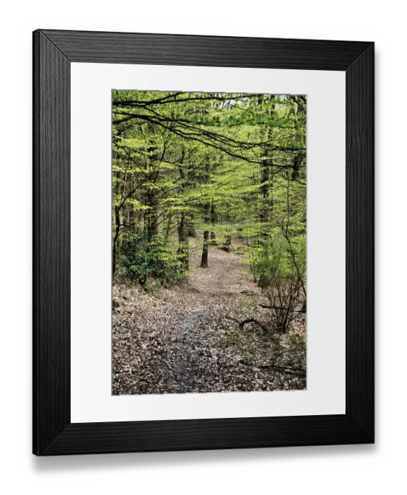 Framed Print : Walking trail in a Beech forest (Fagus) Framed Print : Walking trail in a Beech forest (Fagus)