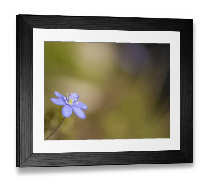 Framed Print : Liverwort (Hepatica nobilis) on forest soil