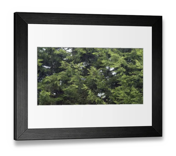 Framed Print : Wind in Pine Trees, Normandy Framed Print : Wind in Pine Trees, Normandy
