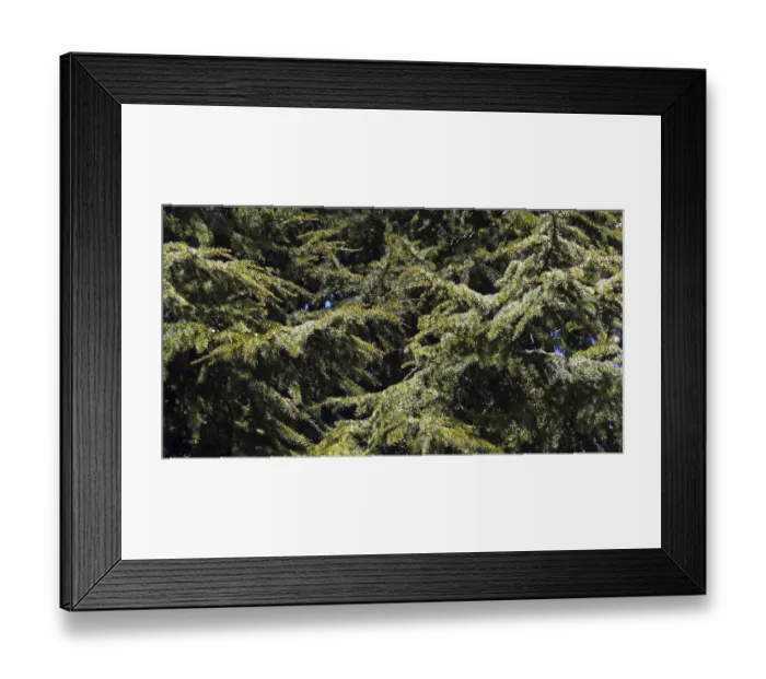 Framed Print : Cedar (cedrus) of Lebanon, Normandy in France