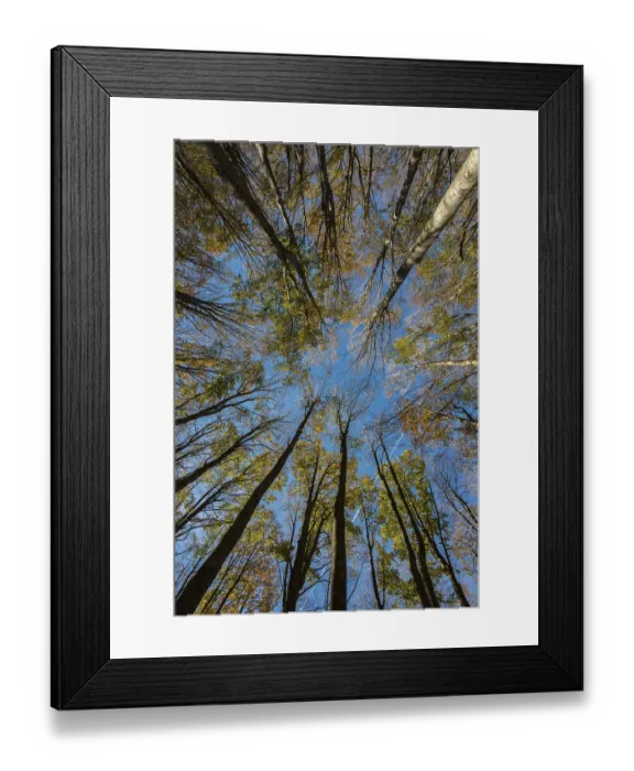Framed Print : Autumn foliage of holm oaks from below