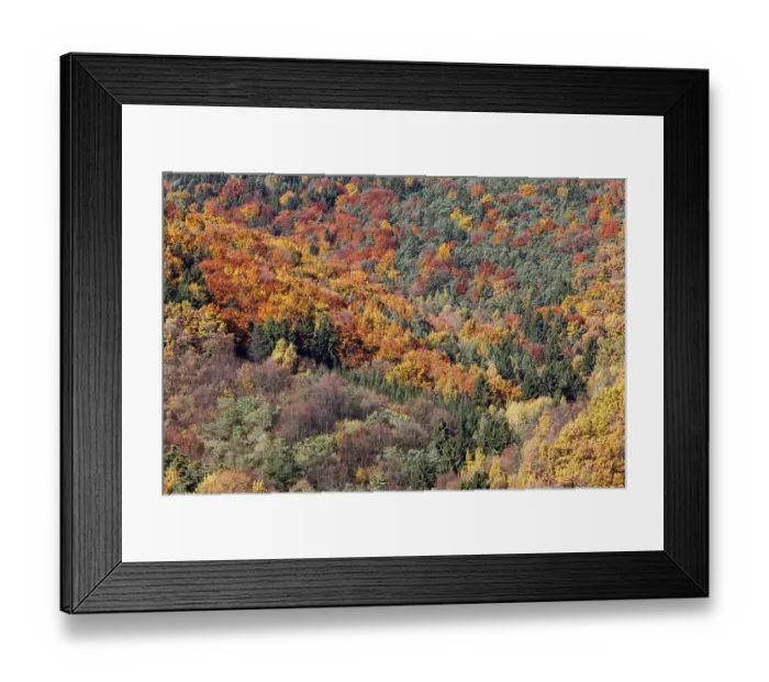 Framed Print : Mixed woodland near Woesendorf in autumn Framed Print : Mixed woodland near Woesendorf in autumn