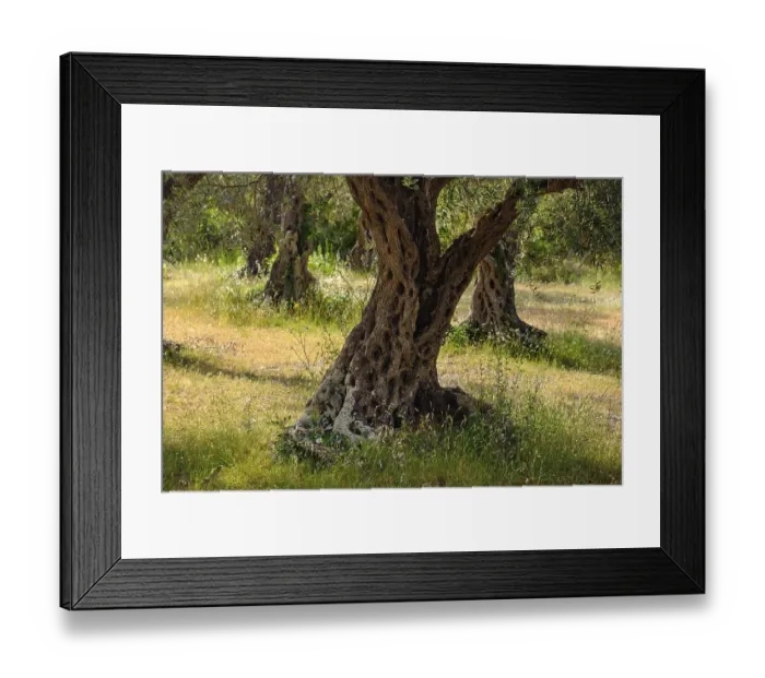 Framed Print : Olive grove, Lustica peninsula, Montenegro