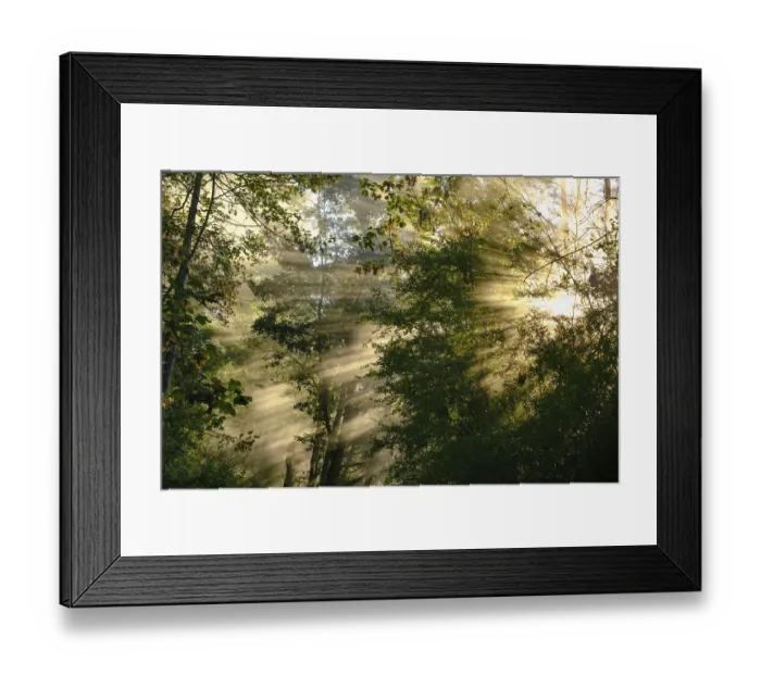 Framed Print : Fog with lateral sunrays in the forest