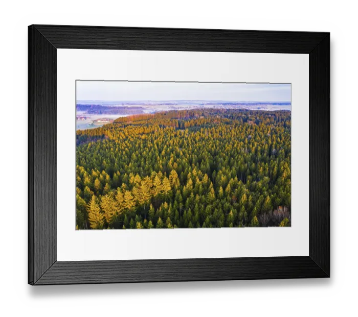 Framed Print : Spruce forest in the morning light