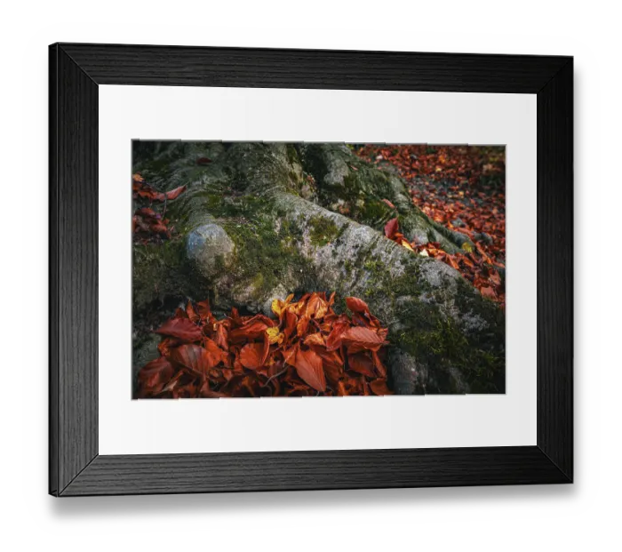 Framed Print : Roots of a deciduous tree covered with moss in autumn and brown leaves on the forest floor