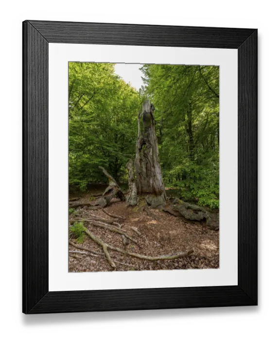 Framed Print : Dead old tree trunk in the Sababurg primeval forest Framed Print : Dead old tree trunk in the Sababurg primeval forest