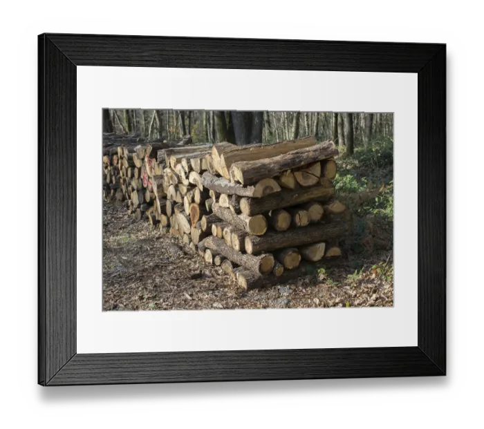 Framed Print : Stack of tree trunks piled up wood logs in forest Framed Print : Stack of tree trunks piled up wood logs in forest