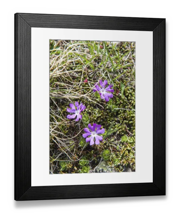 Framed Print : Purple flowers, least primrose (Primula minima)
