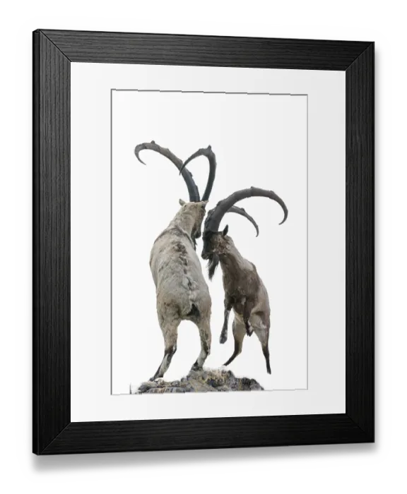 Framed Print : Capricorn on the mountain. isolated Wild goat