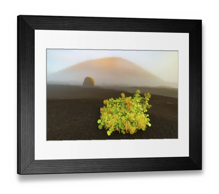 Framed Print : Canary Island amphora (Rumex lunaria) and lava bomb in front of the Caldera Colorada