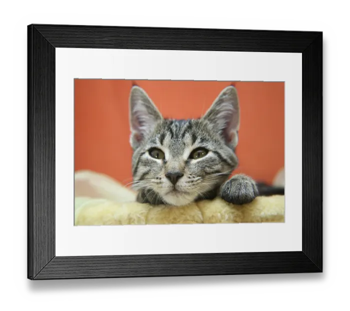 Framed Print : Cat child