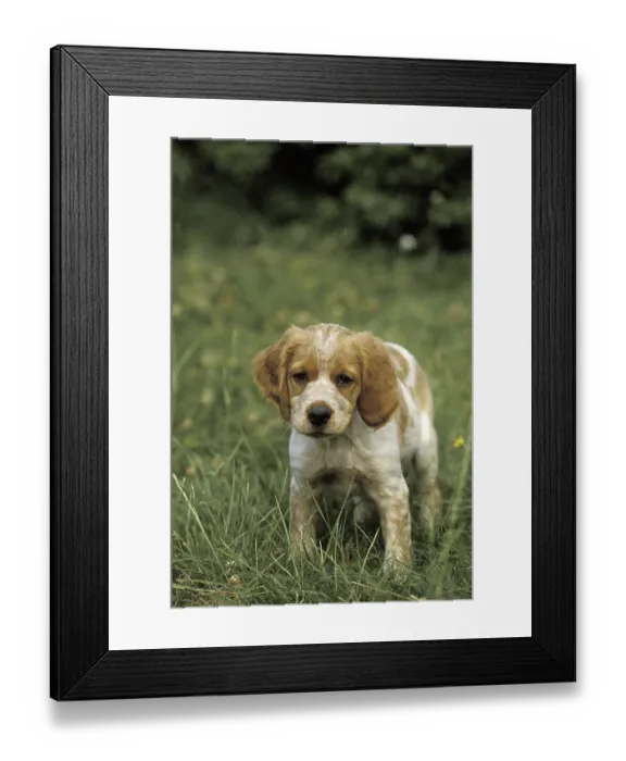 Framed Print : Brittany Spaniel Dog, Puppy on Grass Framed Print : Brittany Spaniel Dog, Puppy on Grass