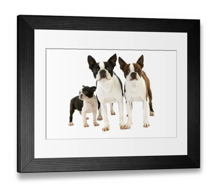 Framed Print : BOSTON TERRIER DOG Framed Print : BOSTON TERRIER DOG