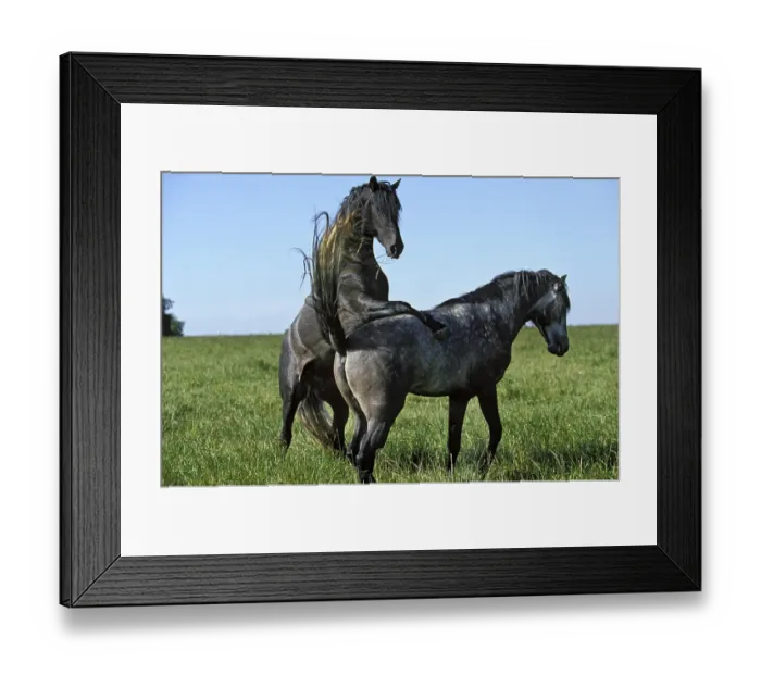 Framed Print : Lusitano Horse, Pair Mating in Meadow