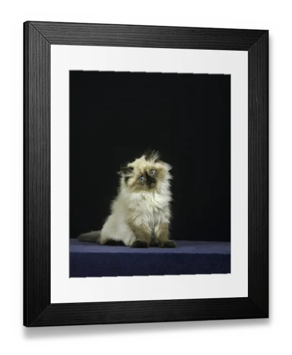 Framed Print : Colourpoint Persian Domestic Cat