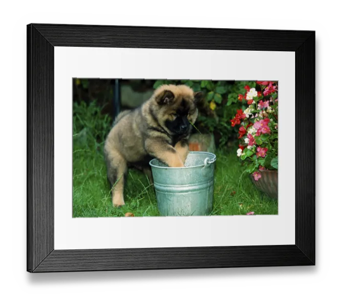 Framed Print : Eurasier, puppy, 9 weeks, with bucket