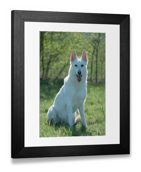 Framed Print : White Swiss Shepherd Dog, Berger de Suisse