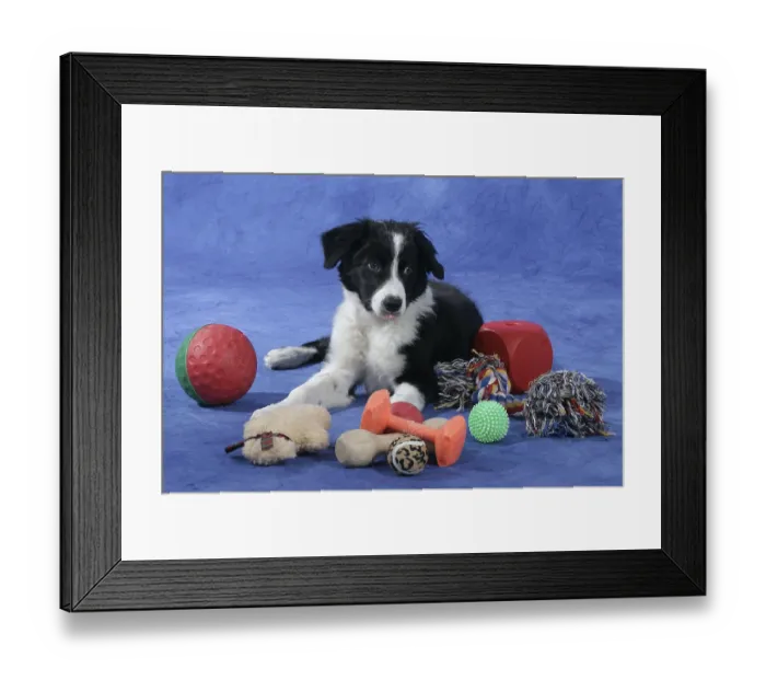 Framed Print : Border collie, puppy, 4 months, with various toys