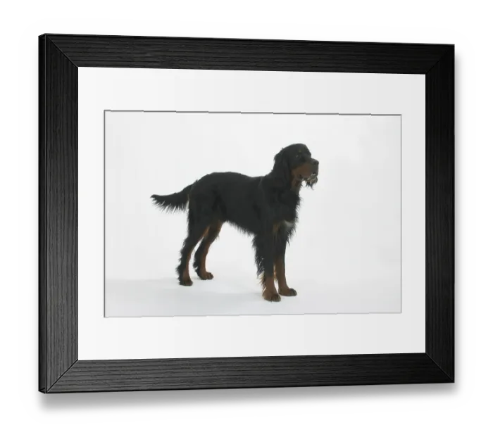 Framed Print : Gordon Setter Framed Print : Gordon Setter