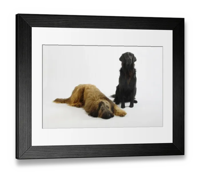Framed Print : Briard, 14 months, and Flat Coated Retriever