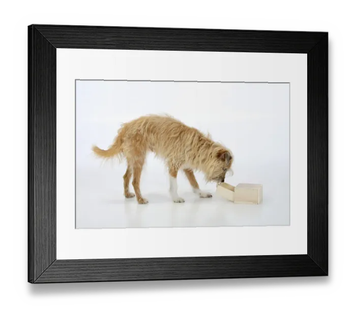 Framed Print : Mixed breed dog Open drawer, Trick, Page
