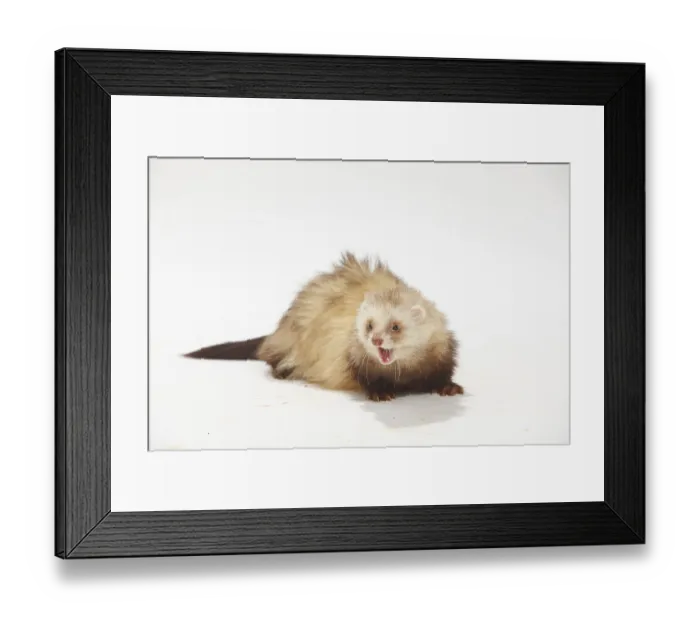 Framed Print : Ferret (Mustela putorius forma domestica) Framed Print : Ferret (Mustela putorius forma domestica)