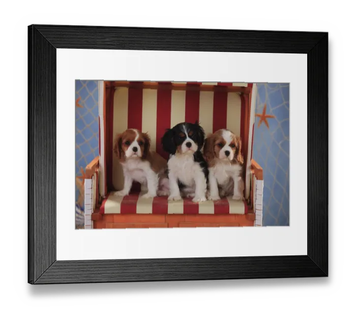 Framed Print : Cavalier King Charles Spaniel, puppies