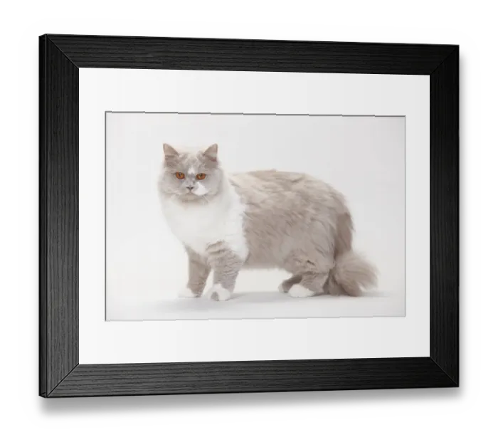 Framed Print : British Longhair, lilac-white