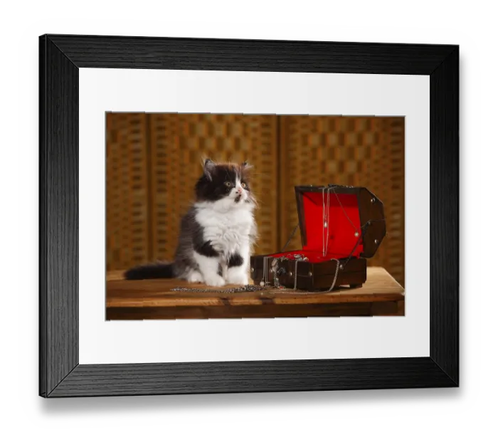 Framed Print : British Longhair, kitten, 9 weeks
