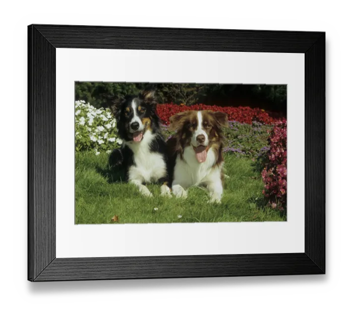 Framed Print : Two 2 Border Collie, FCI, Standard No. 297