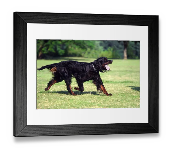 Framed Print : Gordon Setter