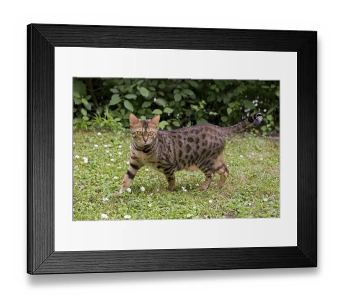 Framed Print : Bengal cat in the garden