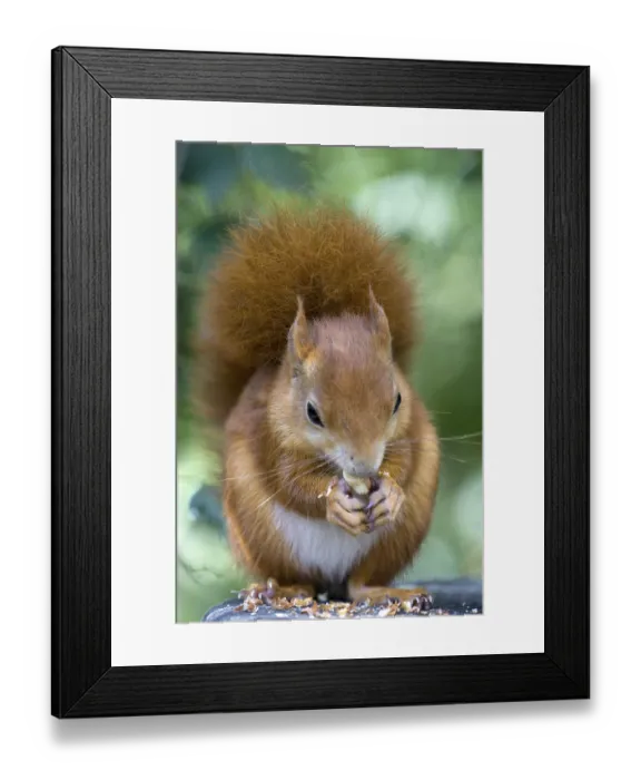 Framed Print : Eurasian Red Squirrel (Sciurus vulgaris)