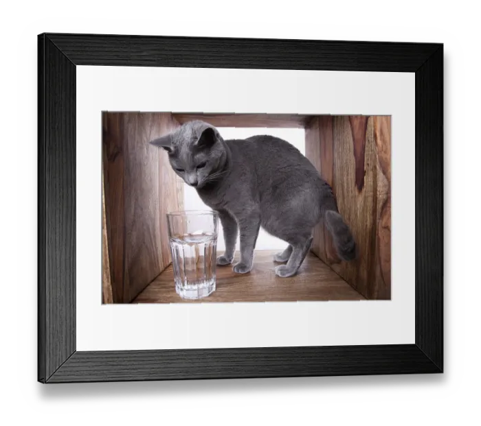 Framed Print : Russian Blue Drinking from Glass Framed Print : Russian Blue Drinking from Glass