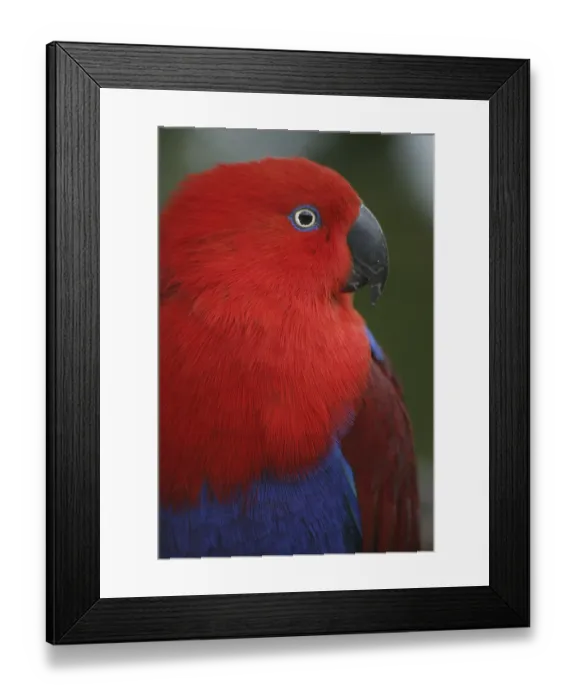 Framed Print : Eclectus roratus (female), the male is completely different coloured (green with red flanks and yellow upper bill)