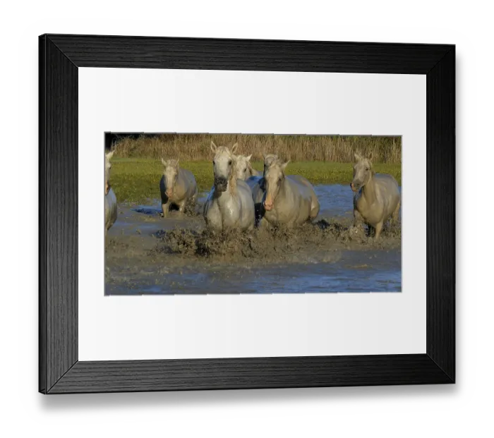 Framed Print : Camargue Horse, Herd trotting or galloping through Swamp Framed Print : Camargue Horse, Herd trotting or galloping through Swamp
